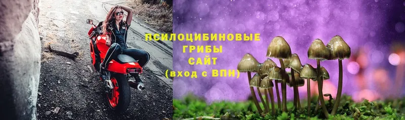 Галлюциногенные грибы Psilocybe  Белоозёрский 